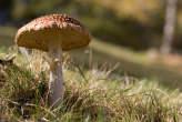 20061101_132014 Amanita muscaria.jpg